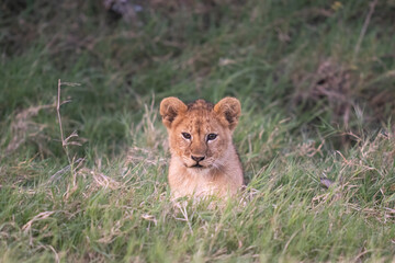 Young lion cub stalking in the grass