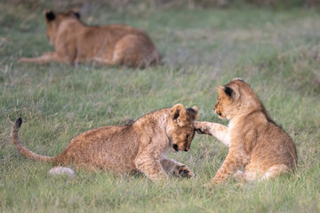 Sibling lion cubs playing in the grass