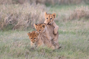 Three lion cubs playing in the grass