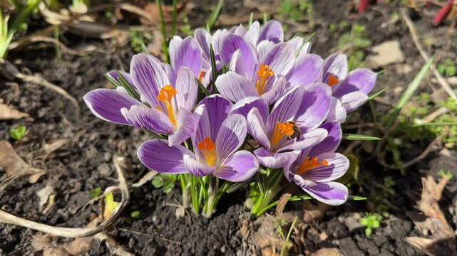 Bush of blooming purple Crocus vernus at spring sunny day