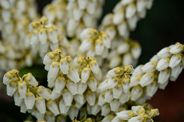 Die weißen Blüten der Lavendelheide Pieris japonica