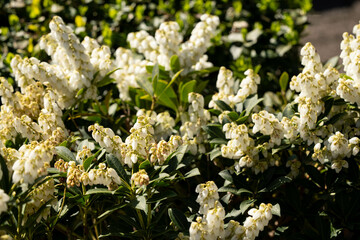 Die weißen Blüten der Lavendelheide Pieris japonica