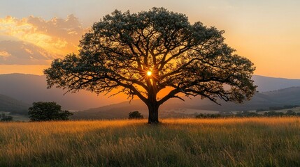 Fototapeta premium Sunrise, tree, golden field