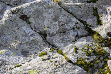 Cracked grey rocks covered with green moss on a bright sunny day. Uneven surface. Full frame. Close-up. Copy space. Selective focus.