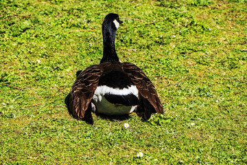 goose on the grass