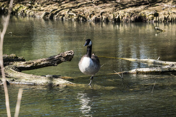 canada goose