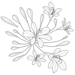 Art therapy coloring page. Linear image of flovers. The pictures are perfect for creating cards, stickers, wallpapers 