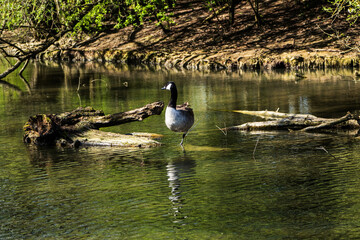 Canada Goose