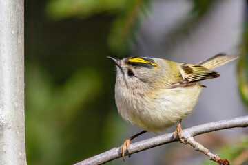 Goldcrest 