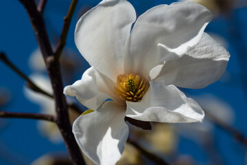 Obraz premium Magnolia blossom, Magnolia L. Blooms in spring. Used in landscape design. 