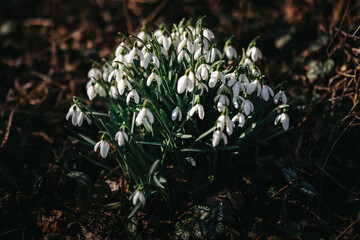 Fototapete bei efototapeten.de bestellen   