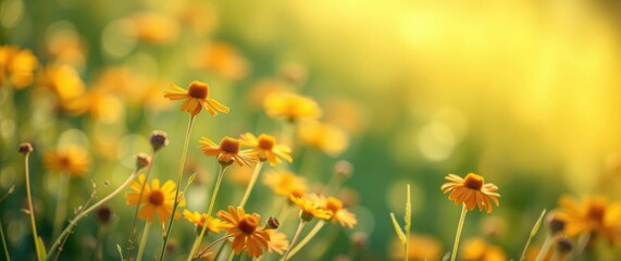Golden field of daisy-like flowers in bright sunlight. Nature scene, summer meadow, floral blooms.