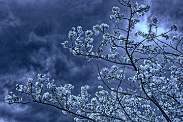 🌸春の訪れとともに、桜が満開に咲き誇る季節がやってきました！🌸

彼女と二人で並んで歩く桜並木は、心が弾む最高のひととき。風に舞う花びらがロマンチックな雰囲気を演出してくれますね✨。春の美しい景色を大切な人と共有する時間、何にも代えがたい幸せです💖。

皆さんも大切な人と一緒に春を満喫してくださいね！🌸