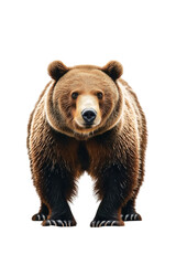 Obraz premium Front view of a brown bear standing on Png Format and Transparent Background