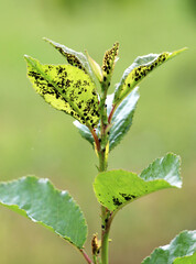 Cherry aphid (Myzus cerasi) on a tree leaf