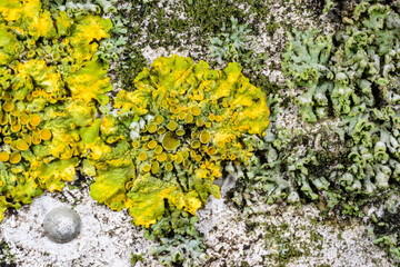 Xanthoria parietina and other crustose lichens on a concrete pier wall near the Black Sea, Odessa