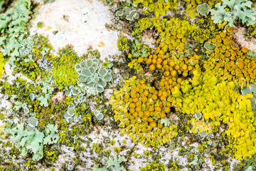 Xanthoria parietina and other crustose lichens on a concrete pier wall near the Black Sea, Odessa