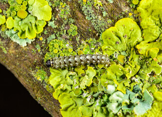 Cryphia algae, the tree-lichen beauty, young caterpillar of butterfly feeding on lichens on tree trunk, Odessa Ukraine