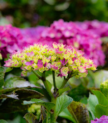Pink hydrangeas in Sakura Park Atok Benguet.