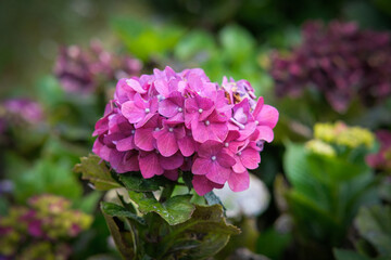 Pink hydrangeas in Sakura Park Atok Benguet.