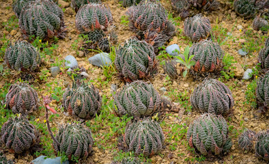 Lace aloe succulents in Sakura Park Atok Benguet.