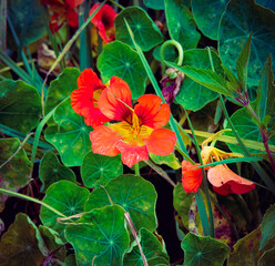 Nasturtium flowers in Sakura Park Atok Benguet.
