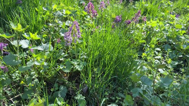 Green grass and wild flowers in the forest.