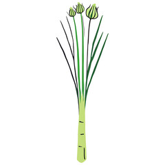 Fototapeta premium green onion isolated on white background