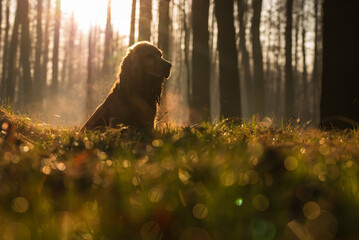 Cocker spaniel w lesie portret.