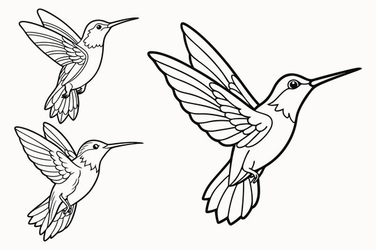 Humming bird outline vector isolated on white background.