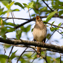 Thrush nightingale is beautifully singing bird