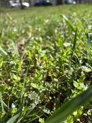A small bee on a spring flower among green juicy grass. A useful insect in nature