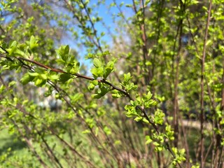A young branch isolated against a blue background. Blue spring sky. Birch seeds and pollen
