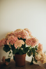Hydrangeas in a pot inside a cozy apartment