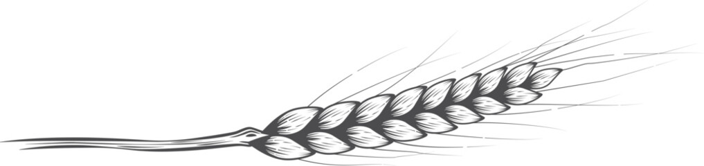 Obraz premium Wheat ear. Isolated wheat ear black outline on white background.