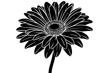 pink flower isolated on white background