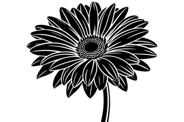 pink flower isolated on white background