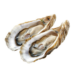 Naklejka premium Fresh Oysters Delight on transparent background