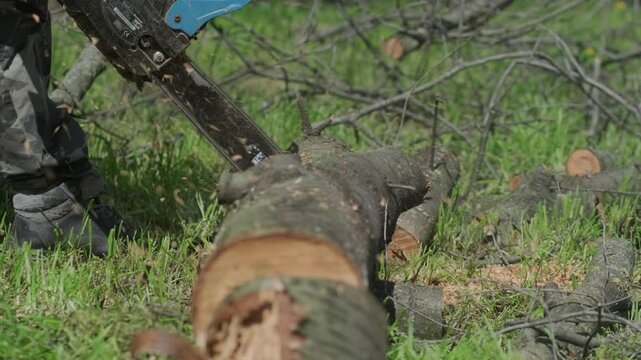 Felled Tree with Roots and Stump in Forest Nature Defrestation
