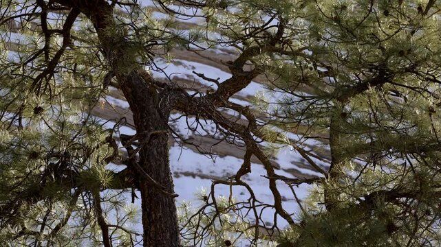 Majestic pine tree illuminated by sunlight in Zion National Park, showcasing nature's beauty in Utah's stunning landscape