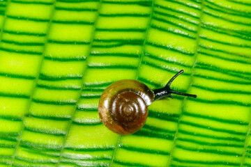 Oxychilus translucidus (Stylommatophora, Zonitidae) - small mollusk with a transparent yellow shell...