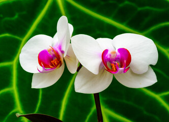 Phalaenopsis - asymmetrical white orchid flower with red center in tropical greenhouse