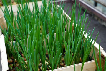 Young green onions growing in a greenhouse. Wooden crates with raised bed and green fresh organic homegrown green onions, vegetable sprouts, seedlings.