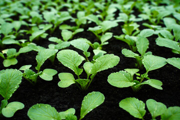 Young radish sprouts growing in a greenhouse. Rows of red organic radishes of the CELESTA F1 variety. Green plant growing in the garden.