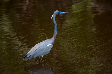 A little blue heron seen at Fakahatchee Strand Swamp in Naples, FL
