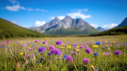 Fototapeta premium A vibrant field of wildflowers, predominantly purple and yellow, is the focus. The flowers are set against a backdrop of majestic mountains under a bright, sunny sky. The image is high-resolution, sh