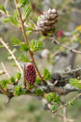 Larix decidua Europäische Lärche weibliche Blüte