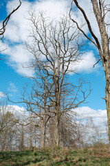 Robinia pseudoacacia Robinie am Naturstandort im Zechsteinriffgebiet bei Brandenstein Pößneck in Thüringen