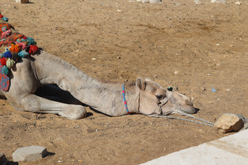 Tired camel lying on the sand on the ground near the pyramids after a hard day of carrying tourists