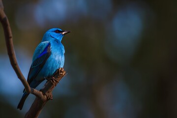 Fototapeta premium Blue bird on a branch. An Indigo Bunting a small, vibrant blue bird perched on a branch